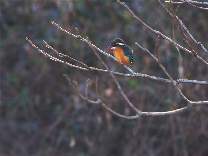 JZ~,Common Kingfisher